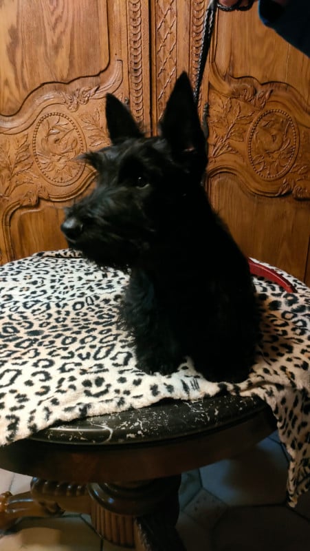 Scottish Terrier - Du Clos Des Dolls