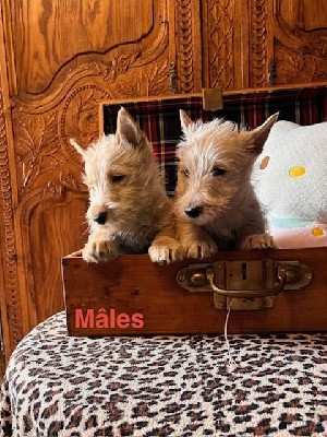Scottish Terrier - Du Clos Des Dolls