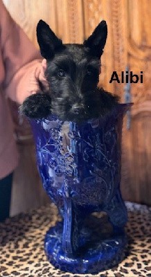 Scottish Terrier - Du Clos Des Dolls