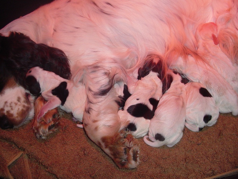 Publication : La plombiere du clos