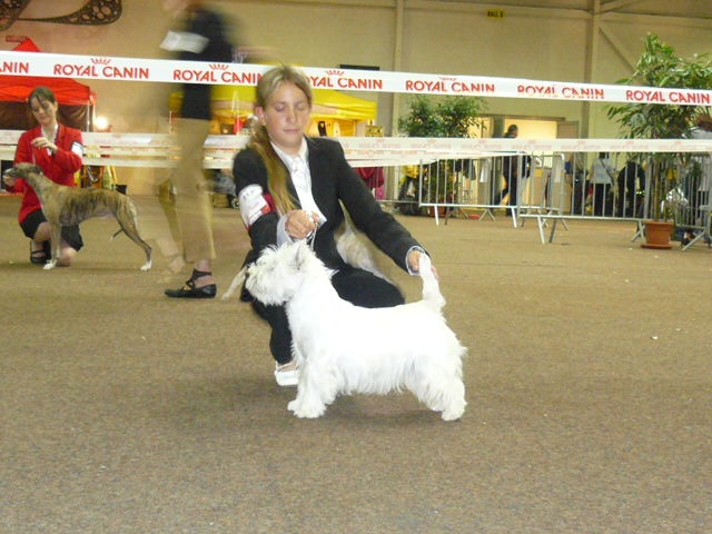 Changaî De l'etoile du buchet - 2 ième TRES BON