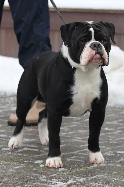 Publication : des perles noires de Beaume Auteur : Klaus Hopfazel