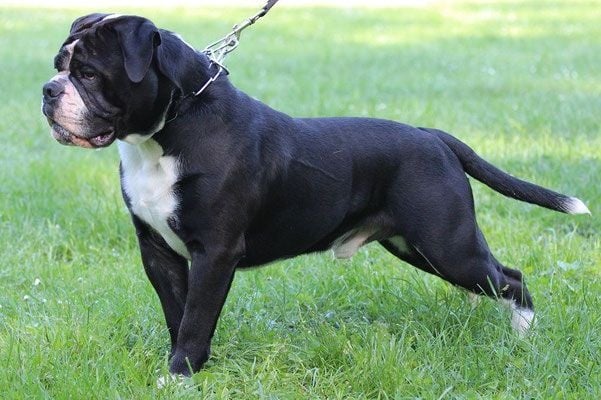 Publication : des perles noires de Beaume Auteur : Klaus Hopfazel