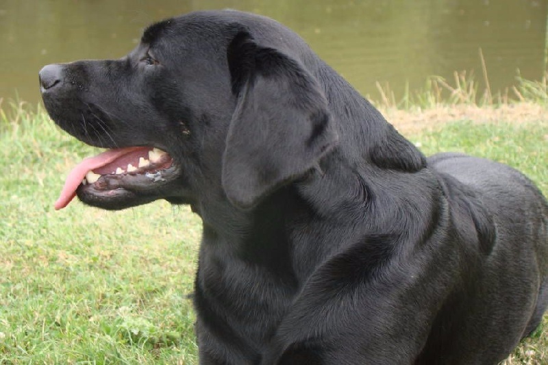 Chien Labrador Retriever Hike du taillis madame