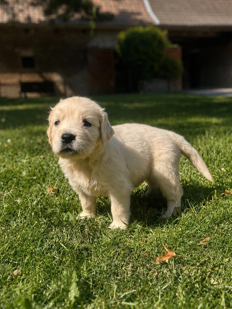 Chiot N°4