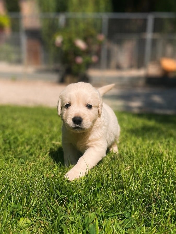 Chiot N°1