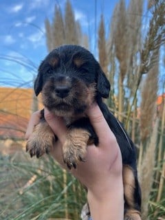 CHIOT 6 - Cocker Spaniel Anglais