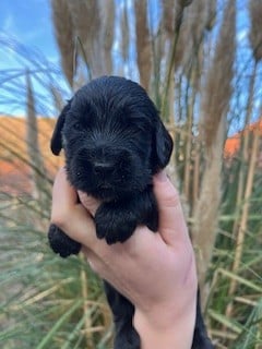 CHIOT 1 - Cocker Spaniel Anglais