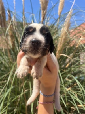 Les chiots de Setter Anglais