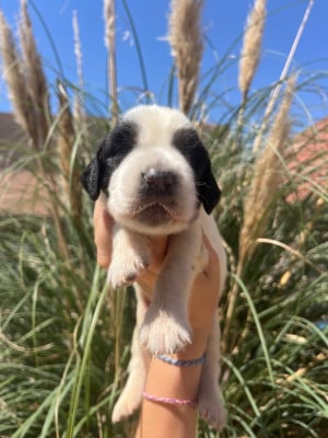 Les chiots de Setter Anglais