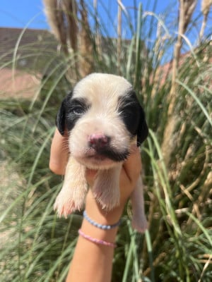 Les chiots de Setter Anglais