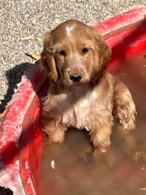 Les chiots de Cocker Spaniel Anglais