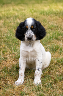 Les chiots de Setter Anglais