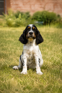 Les chiots de Setter Anglais