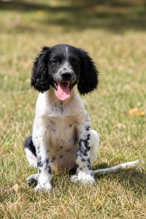 Les chiots de Setter Anglais