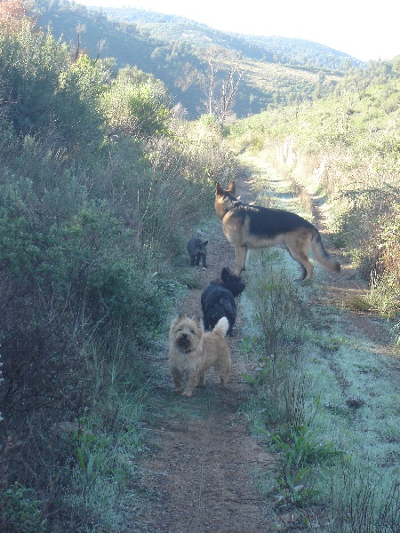 Shilling dit SHINING des feux follets de la pataudière