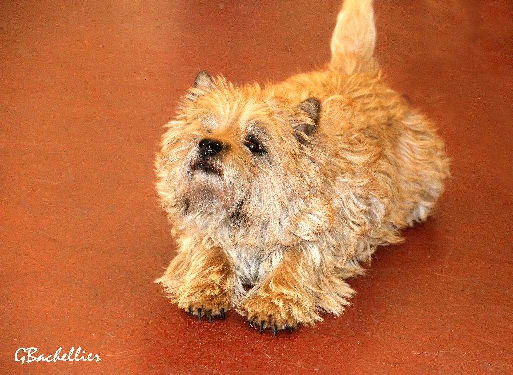 Fanny des feux follets de la pataudière