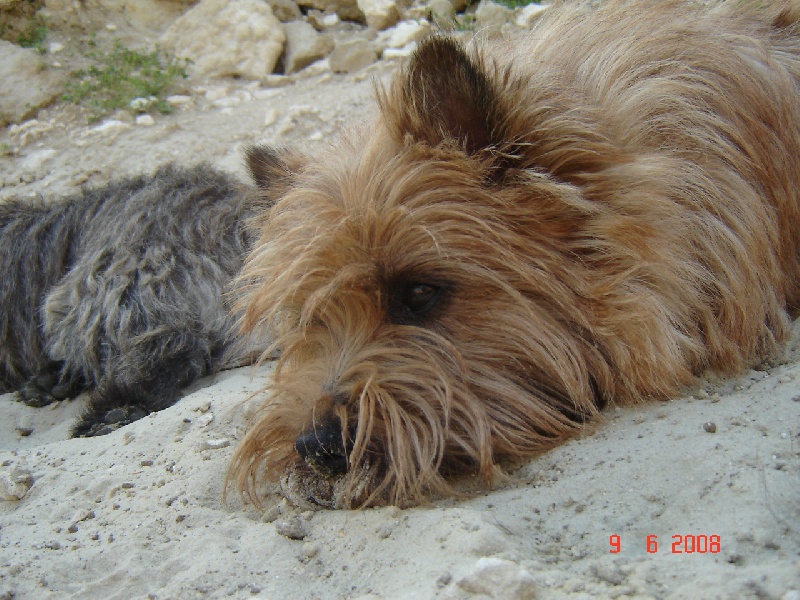 Shilling dit SHINING des feux follets de la pataudière