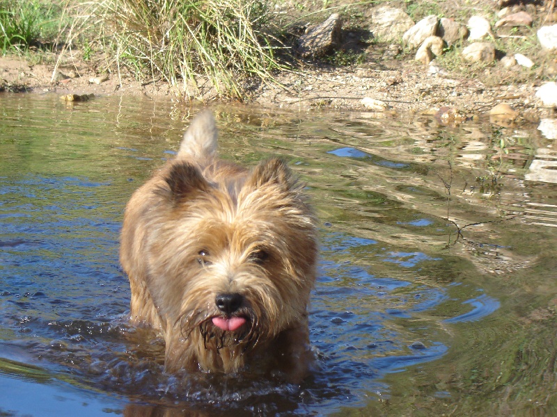 Shilling dit SHINING des feux follets de la pataudière