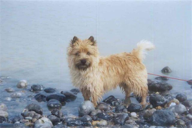 Shilling dit SHINING des feux follets de la pataudière