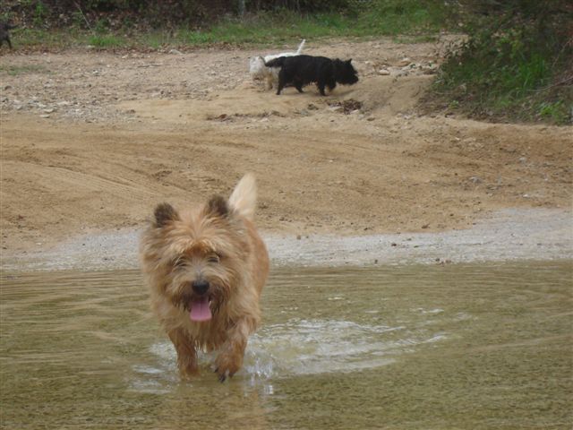Shilling dit SHINING des feux follets de la pataudière