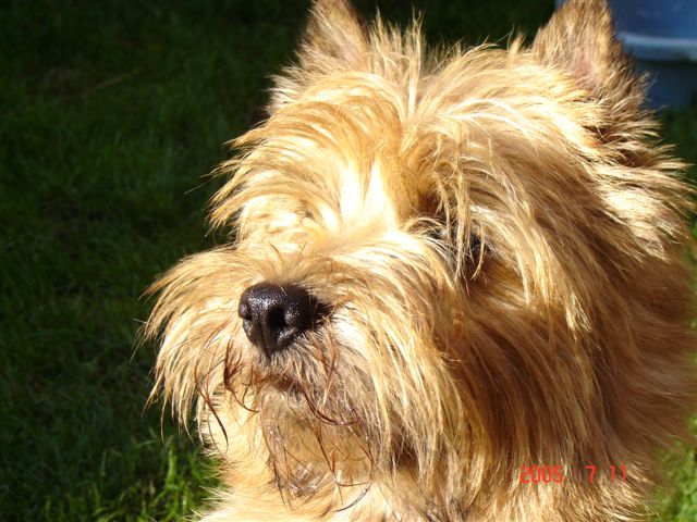 Shilling dit SHINING des feux follets de la pataudière