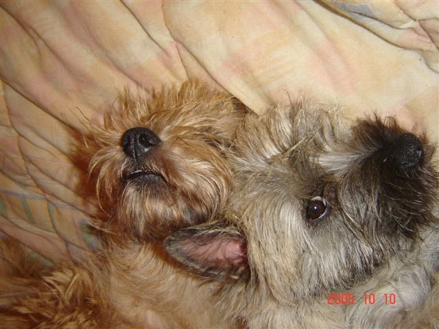 Shilling dit SHINING des feux follets de la pataudière