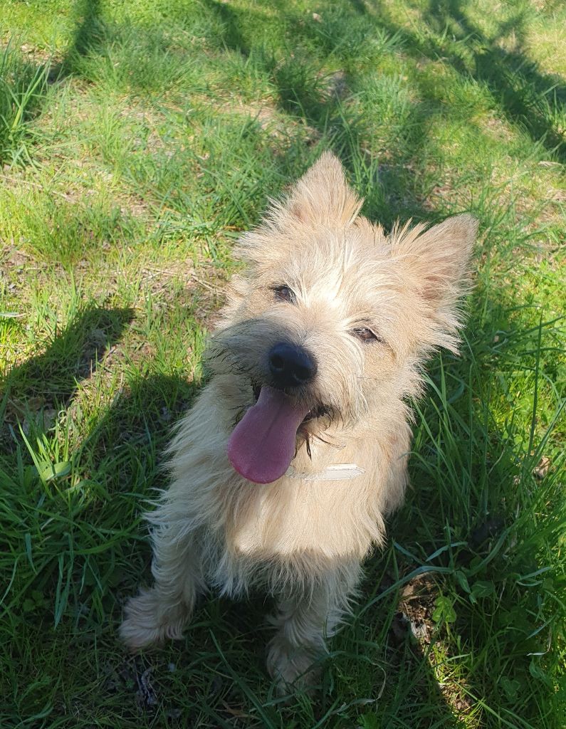 Volverine des feux follets de la pataudière