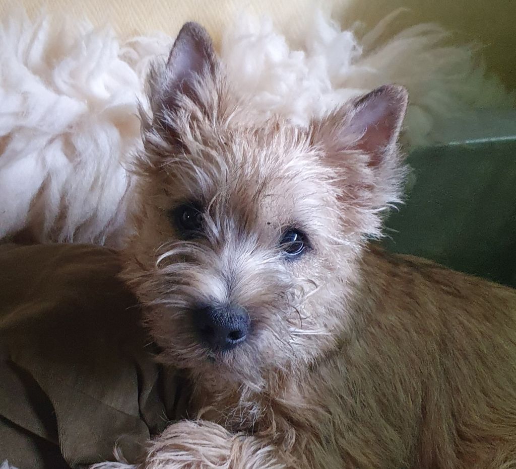 Volverine des feux follets de la pataudière