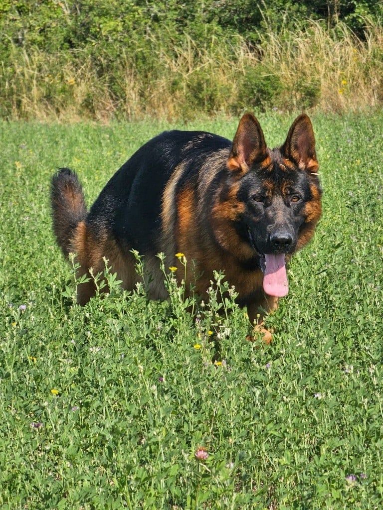 CH. Thorstein des Légendaires Nahauri