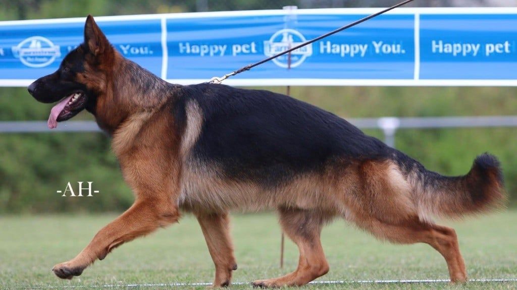 CH. Thorstein des Légendaires Nahauri