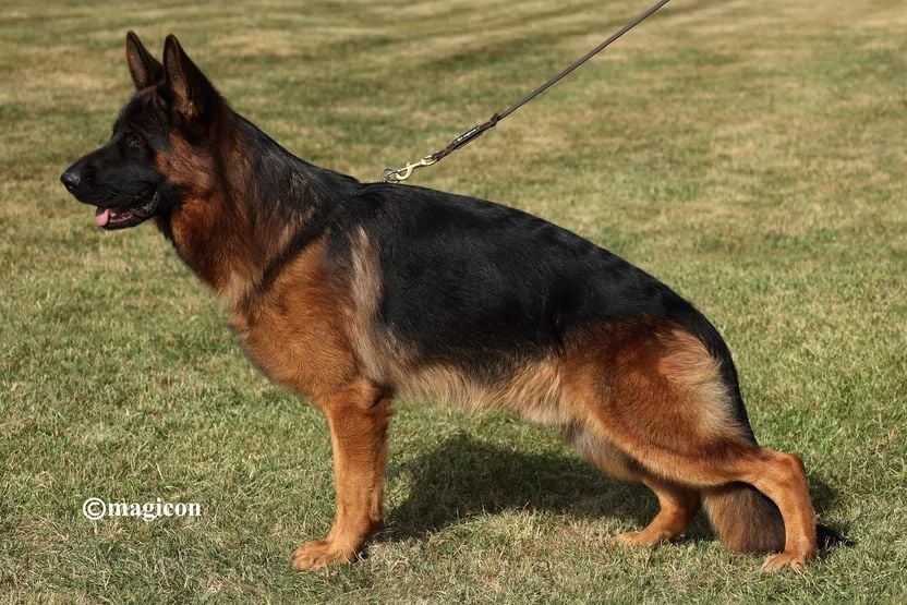 CH. Thorstein des Légendaires Nahauri