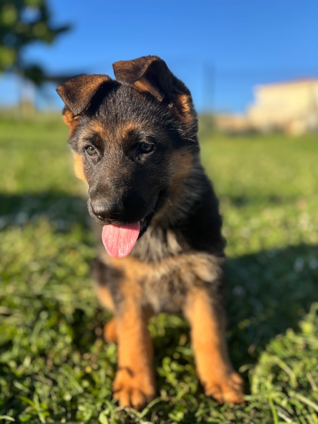 CHIOT 4