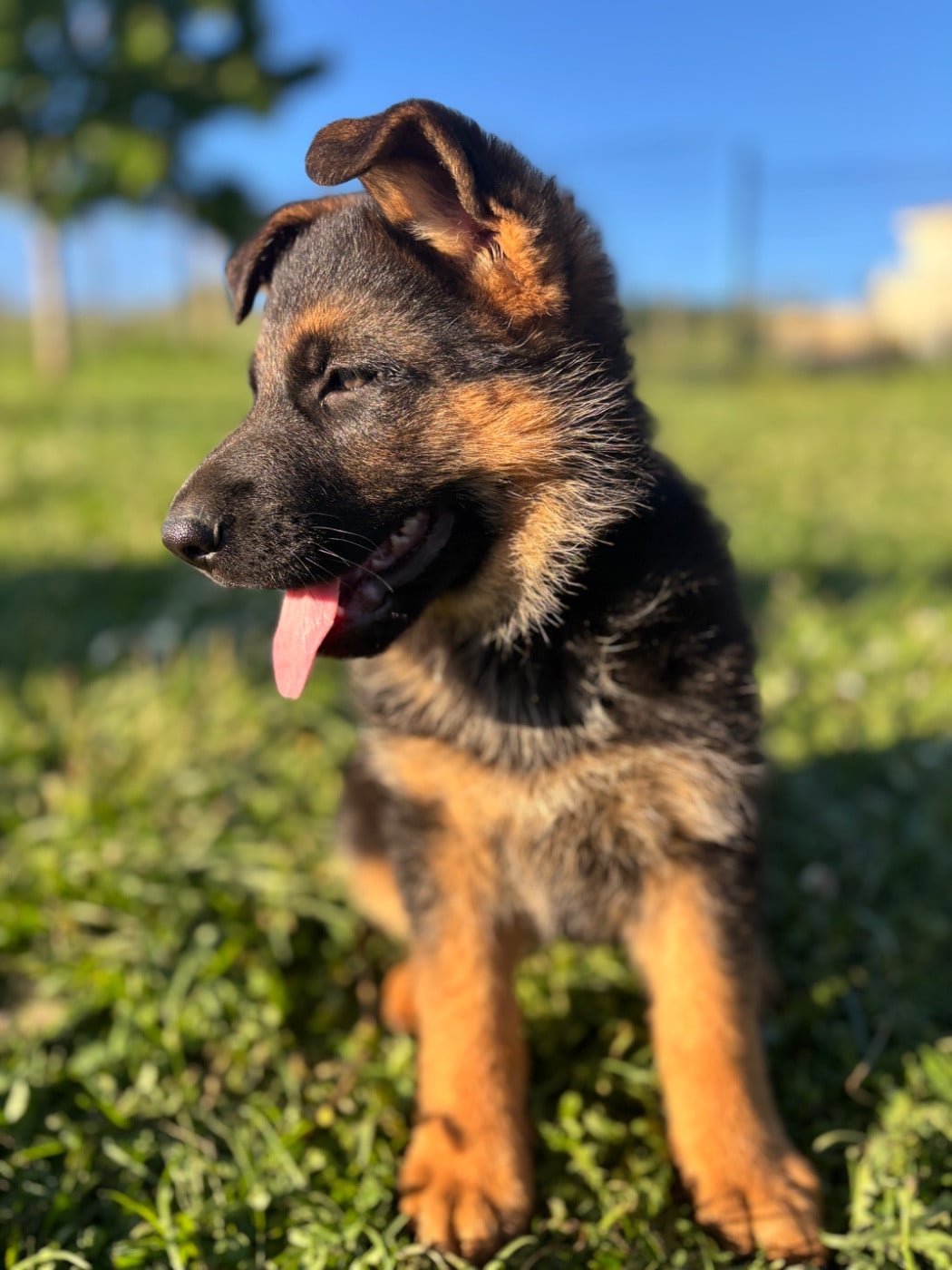 CHIOT 4