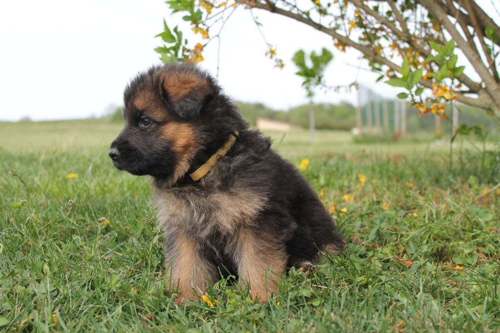 Chiot Berger Allemand Poil Long à Vendre