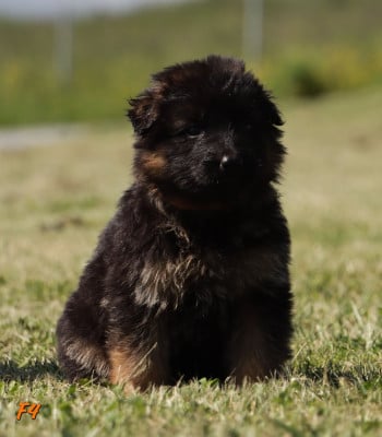 Les chiots de Berger Allemand Poil Long