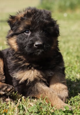 Les chiots de Berger Allemand Poil Long
