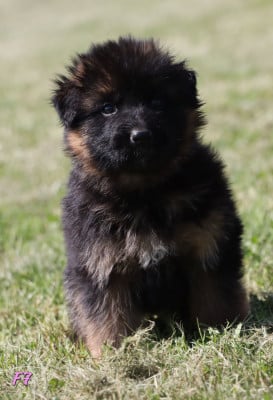 Les chiots de Berger Allemand Poil Long