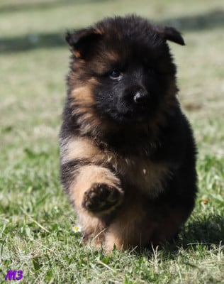 Les chiots de Berger Allemand Poil Long