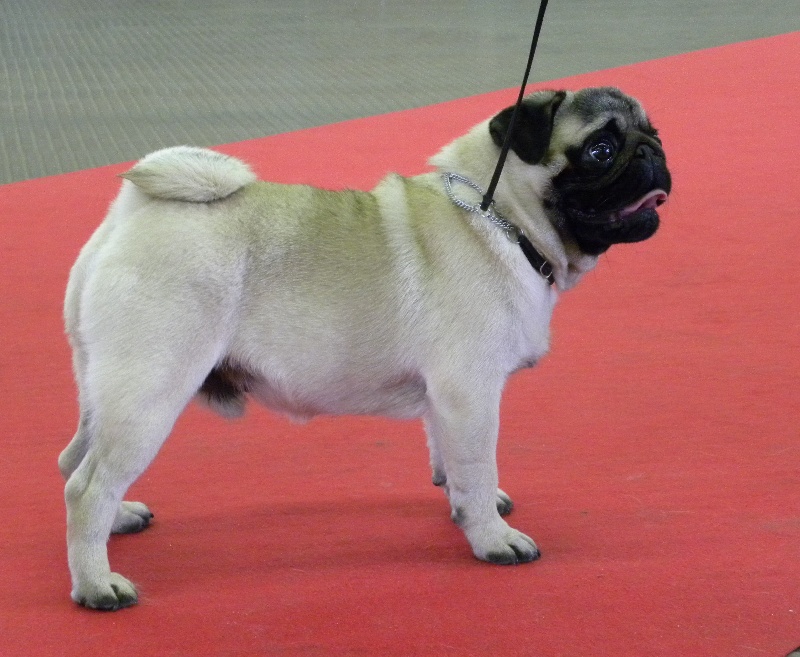 Publication : Du castel des armandia