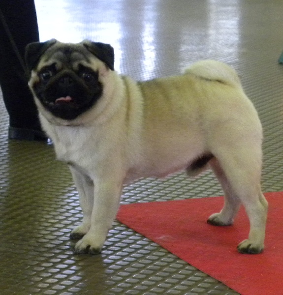 Publication : Du castel des armandia