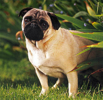 Publication : Du castel des armandia