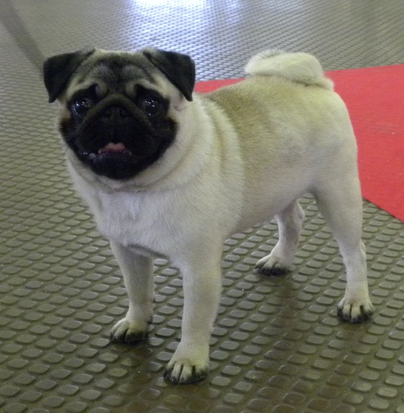 Publication : Du castel des armandia