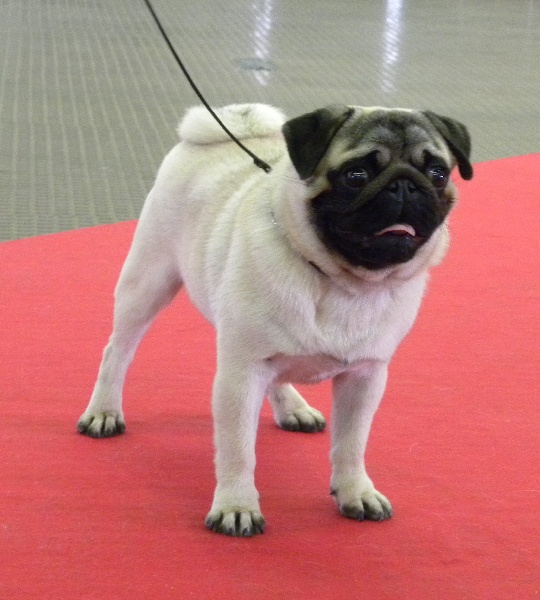 Publication : Du castel des armandia