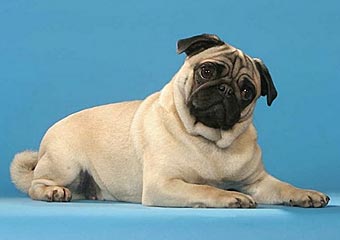 Publication : Du castel des armandia