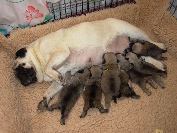 Accueil Elevage Du Castel Des Armandia Eleveur De Chiens Carlin