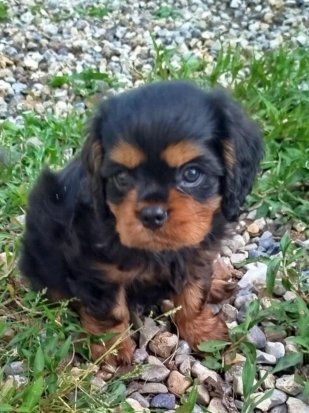 Cavalier King Charles Spaniel - Des Pavillons Princiers