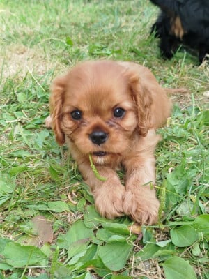 Les chiots de Cavalier King Charles Spaniel