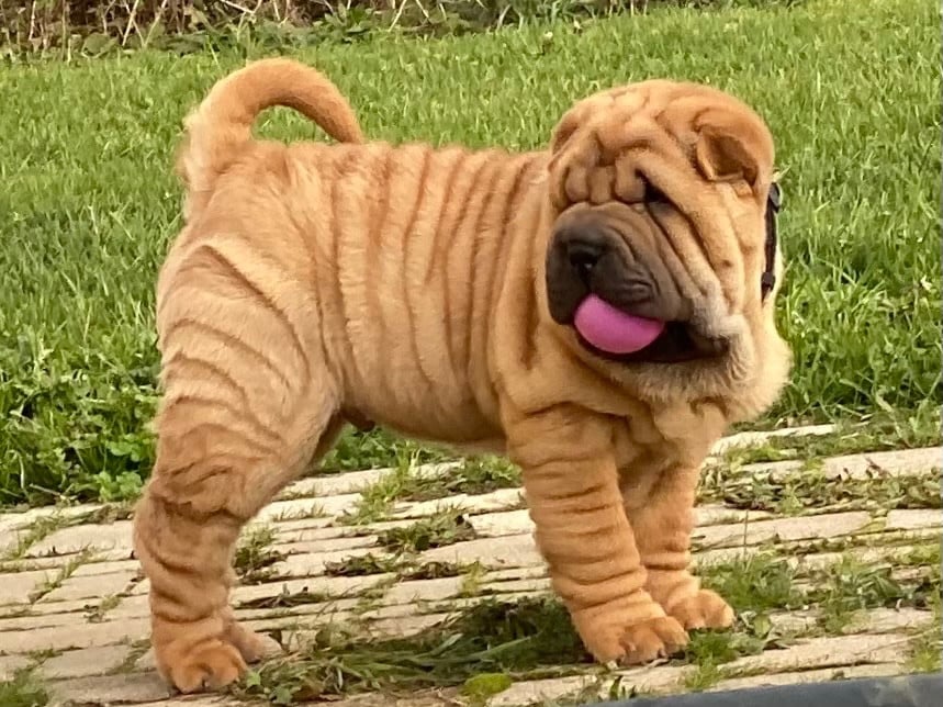 Shar Pei - du bois de l'Altaïr