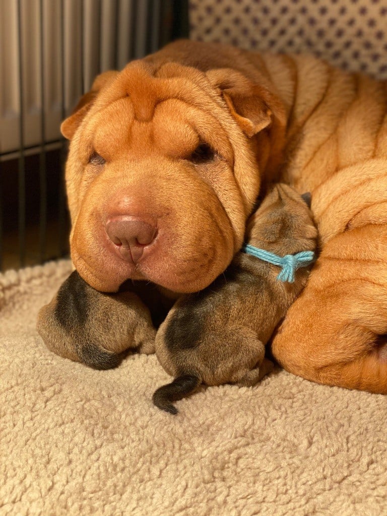 Shar Pei - du bois de l'Altaïr